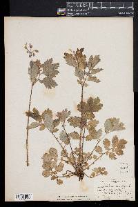 Chelidonium majus image