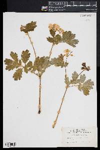 Chelidonium majus image