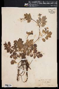 Chelidonium majus image