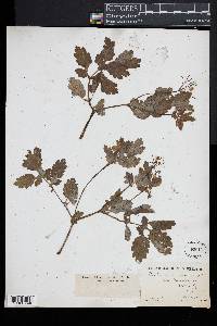 Chelidonium majus image