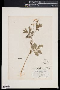 Chelidonium majus image