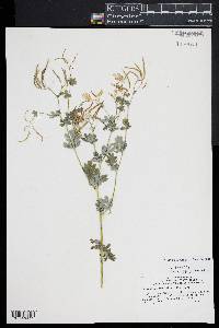 Capnoides sempervirens image