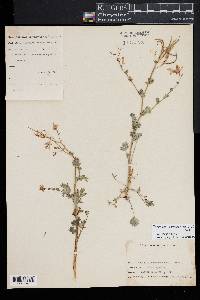 Capnoides sempervirens image