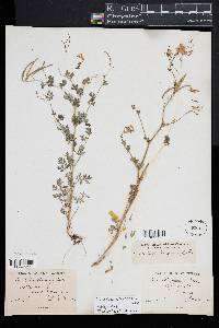 Capnoides sempervirens image