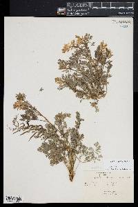 Corydalis aurea image