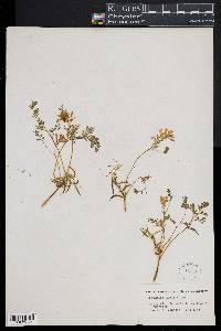 Corydalis aurea image