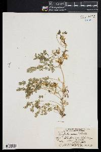 Corydalis aurea image