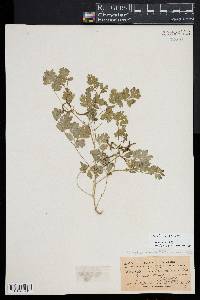 Corydalis aurea image