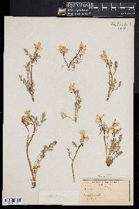 Corydalis aurea image