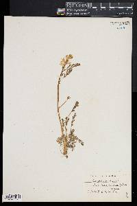 Corydalis aurea image