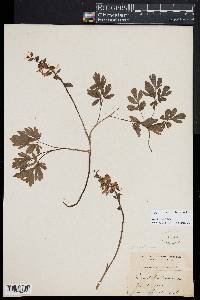 Corydalis cava image