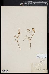 Corydalis cava image