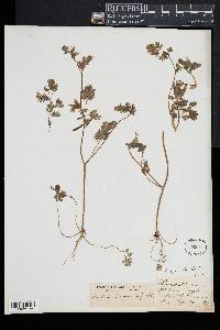 Corydalis flavula image