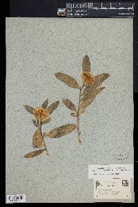 Dendromecon rigida image