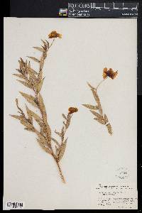 Dendromecon rigida image
