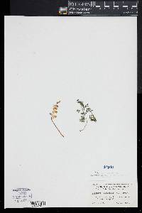 Dicentra cucullaria image