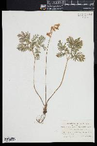 Dicentra cucullaria image