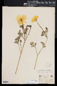 Eschscholzia californica image