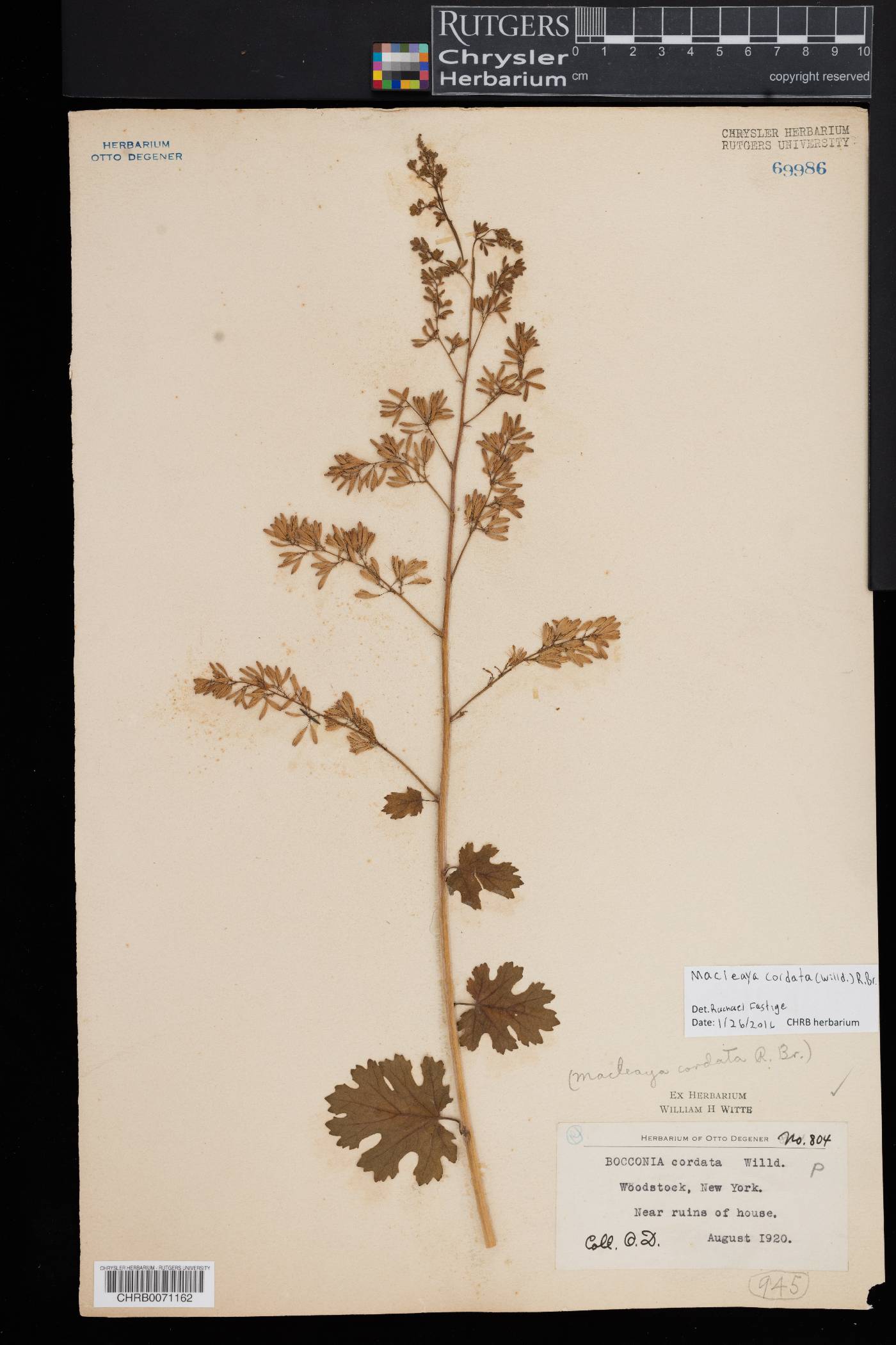 Macleaya cordata image