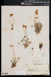 Papaver alpinum image