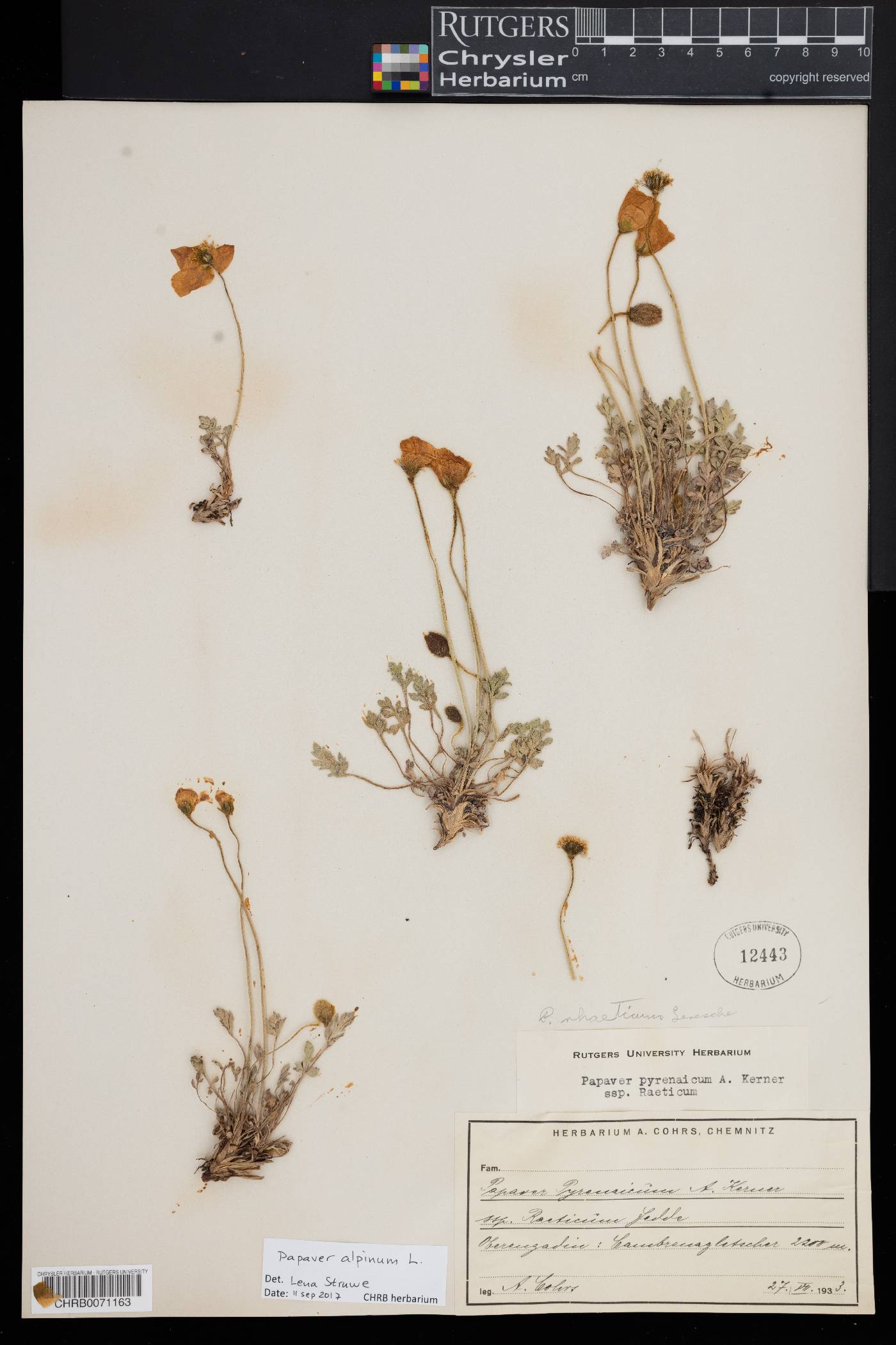 Papaver alpinum image