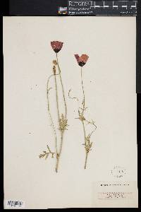 Papaver argemone image