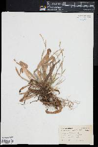 Carex platyphylla image