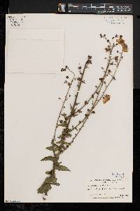 Verbascum blattaria image