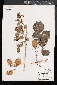 Staphylea trifolia image