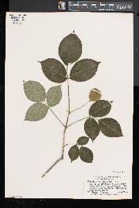 Staphylea trifolia image