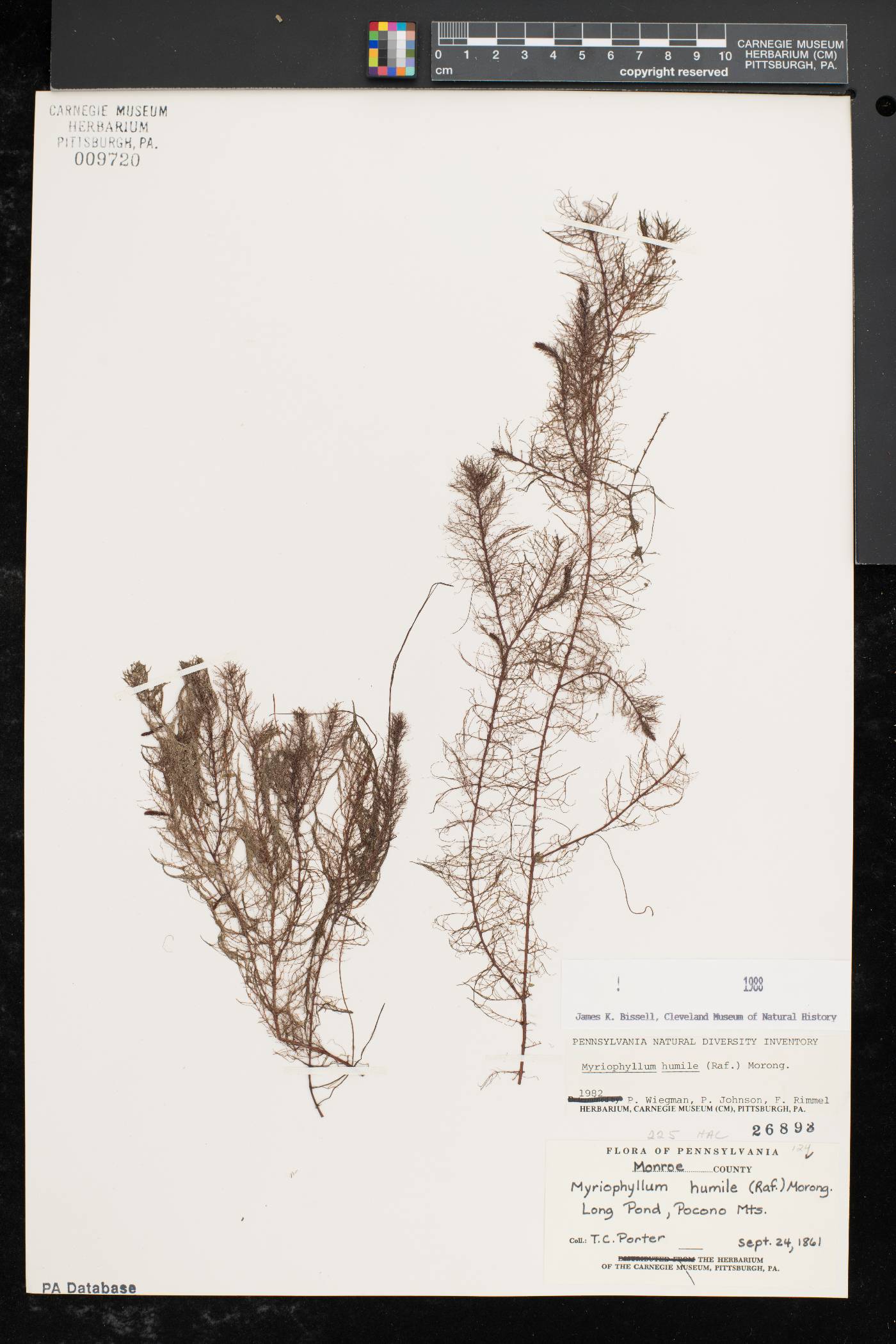 Myriophyllum humile image