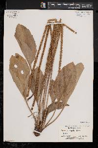 Plantago rugelii image