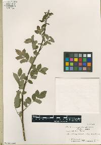 Rosa multiflora image