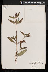 Prunella vulgaris subsp. lanceolata image