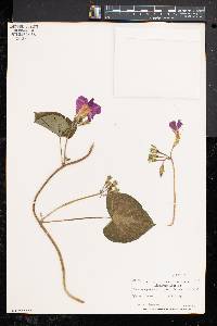 Ipomoea purpurea image