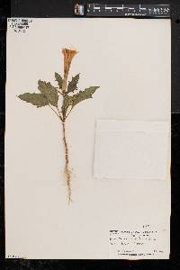 Datura stramonium image