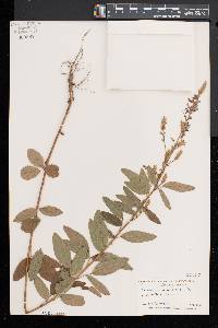 Desmodium canadense image