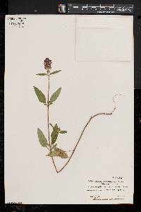 Prunella vulgaris subsp. lanceolata image