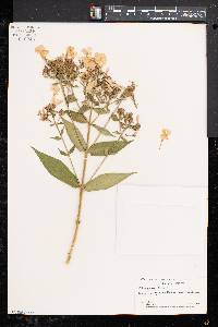 Phlox paniculata image