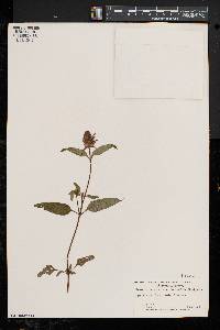 Prunella vulgaris subsp. lanceolata image