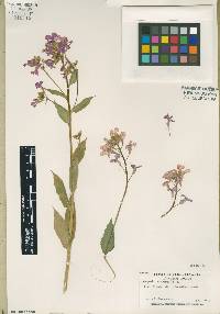 Hesperis matronalis image