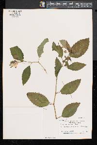 Impatiens pallida image