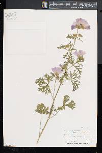 Malva moschata image