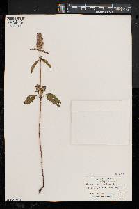 Prunella vulgaris subsp. lanceolata image