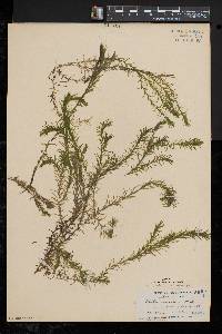 Elodea nuttallii image