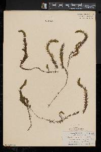 Elodea nuttallii image