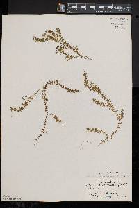 Elodea nuttallii image