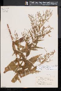 Epilobium wisconsinense image