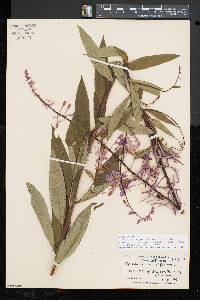 Chamaenerion angustifolium subsp. circumvagum image