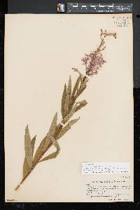 Chamaenerion angustifolium subsp. circumvagum image